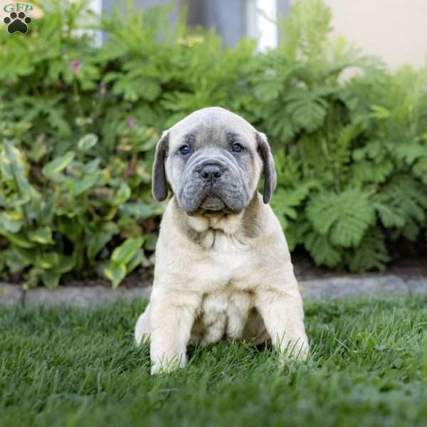 Ivanka, Cane Corso Puppy